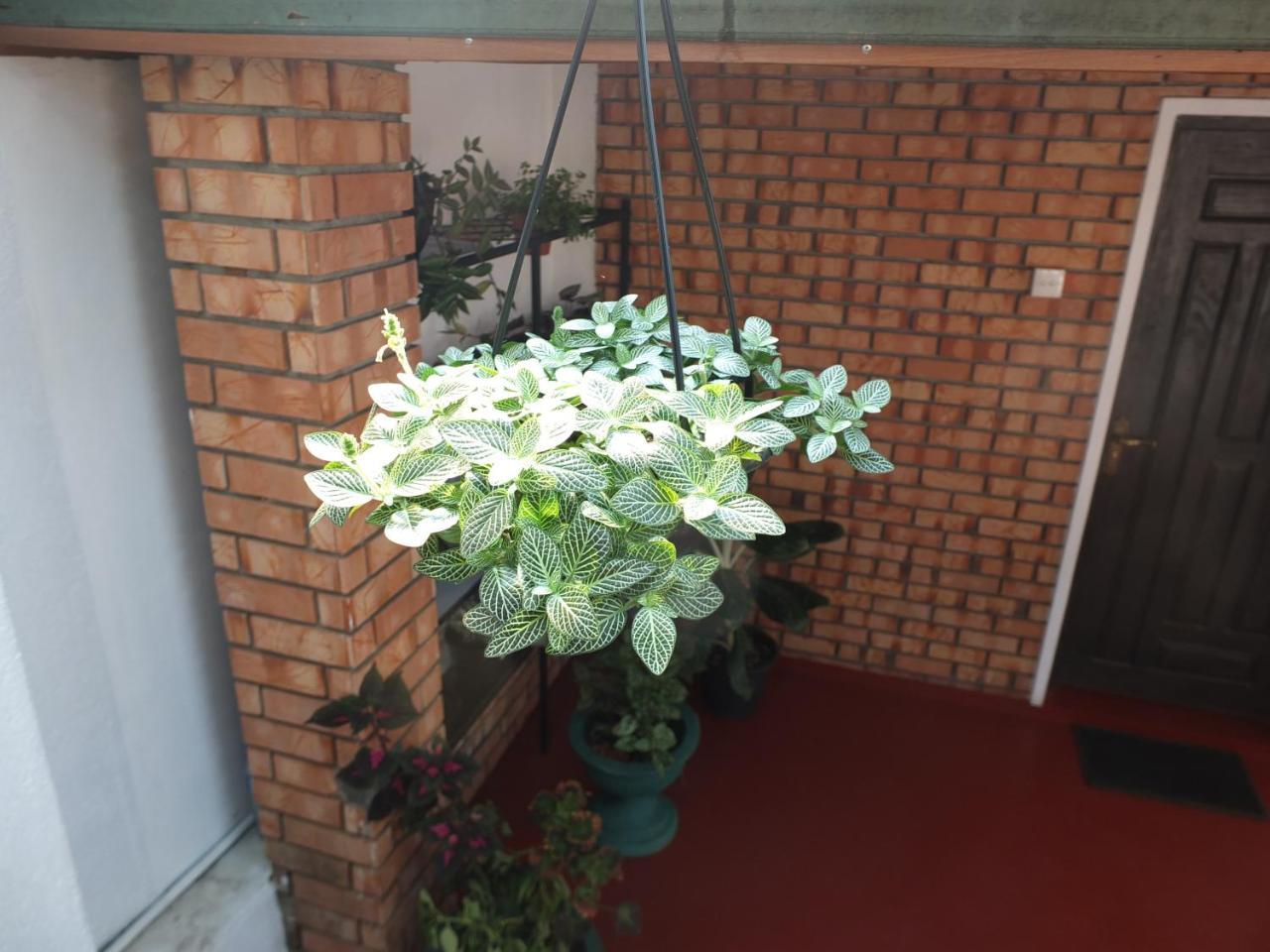 Rest For Guests - Homestay Deiyannewela Exterior photo